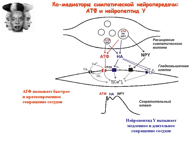 Ко-медиаторы симпатической нейропередачи: АТФ и нейропептид Y АТФ вызывает быстрое и кратковременное Ко-медиаторы симпатической нейропередачи: АТФ и нейропептид Y АТФ вызывает быстрое и кратковременное